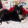 black_fur, blanket, couch, cozy, cute, dog, eiffel_tower_pattern, flower_pattern, fluffy, home_decor, indoor, pet, pillow, plant, red_pillow, relaxed, resting, small_dog, text, white_fur