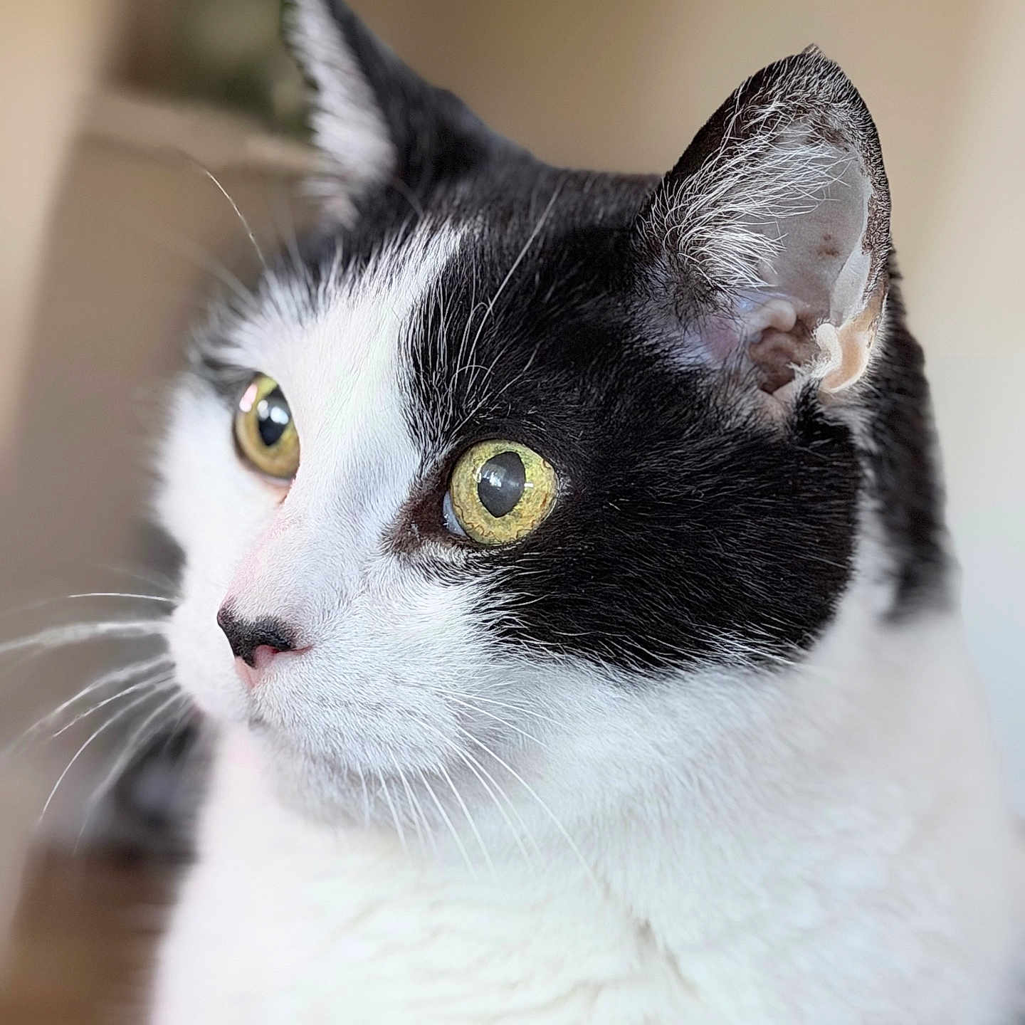 Cowcow is registered to the contest to win money with this photo: cat, black_and_white, close_up, portrait, yellow_eyes, whiskers, fur, animal, pet, indoor, soft_light, focus, face, profile, looking_away, domestic_cat, cute, feline, ears, nose