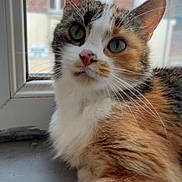 Manouche participe au concours pour gagner de l'argent avec cette photo : cat, calico, windowsill, fur, green_eyes, close_up, pet, domestic_animal, whiskers, curious, indoor, window, brick_building, natural_light, fluffy, animal, cute, portrait, resting, feline