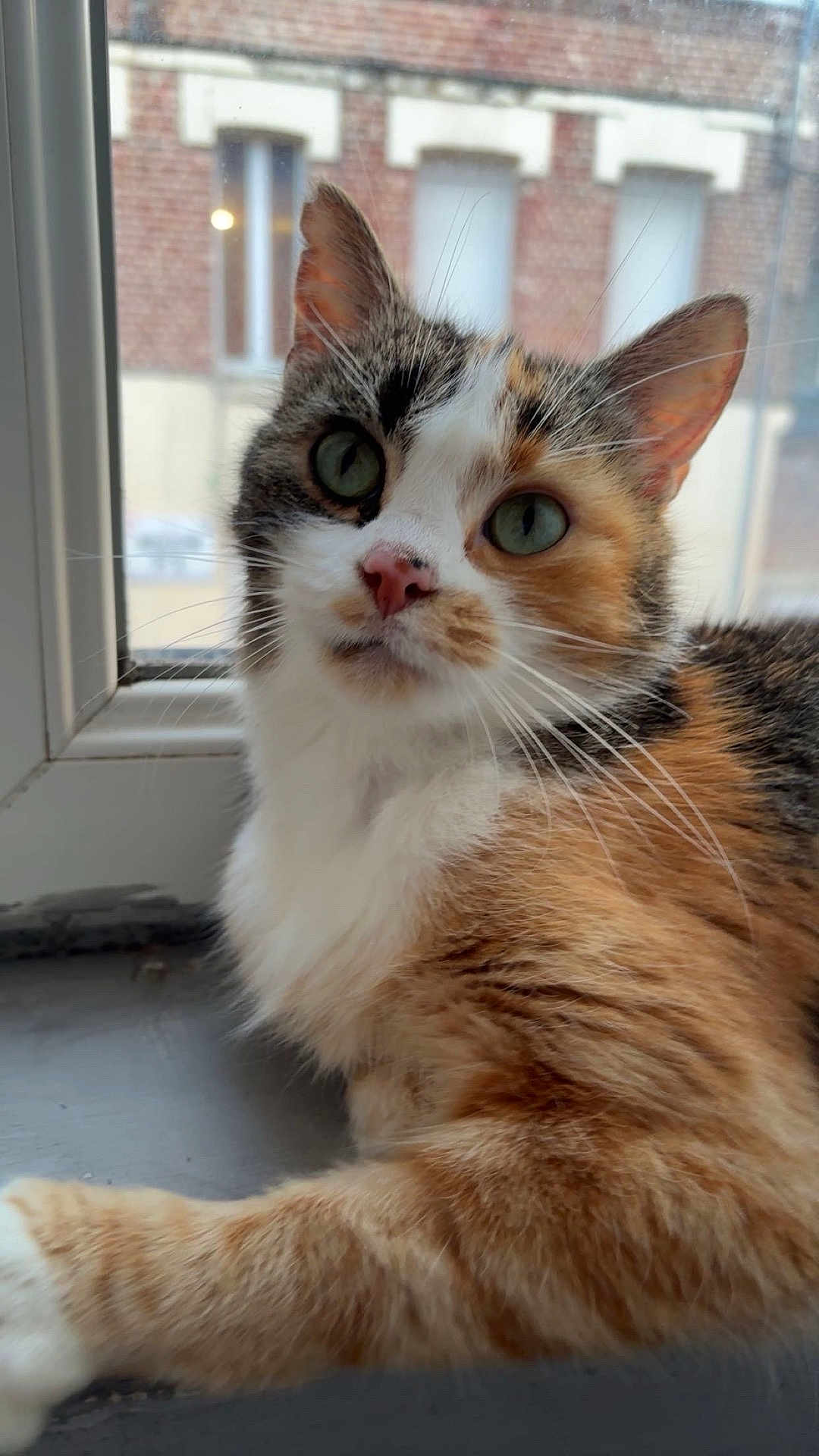 Manouche participe au concours pour gagner de l'argent avec cette photo : cat, calico, windowsill, fur, green_eyes, close_up, pet, domestic_animal, whiskers, curious, indoor, window, brick_building, natural_light, fluffy, animal, cute, portrait, resting, feline