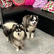 Adès a rejoint le concours — aidez-le/la à gagner de superbes lots ! dog, puppy, fluffy, black_and_white, indoor, couch, pillow, patterned_pillow, tile_floor, pet, animal, fur, cute, playful, living_room, two_dogs, small_dog, companion, alert, domestic