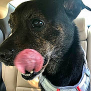Jazz joined the competition — help win amazing prizes! dog, black_dog, tongue_out, licking, close_up, pet, animal, car_interior, harness, seat, canine, brindle, tongue, mouth, ears, fur, domestic_animal, cute, tongue_lick, vehicle