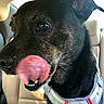 dog, black_dog, tongue_out, licking, close_up, pet, animal, car_interior, harness, seat, canine, brindle, tongue, mouth, ears, fur, domestic_animal, cute, tongue_lick, vehicle