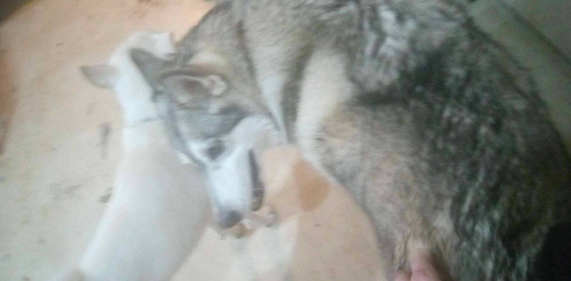 Chey joined the competition — help win amazing prizes! canidae, carnivore, cat, dog, dog_breed, fawn, felidae, fur, paw, small_to_medium_sized_cats, snout, sporting_group, tail, terrestrial_animal, whiskers, wildlife