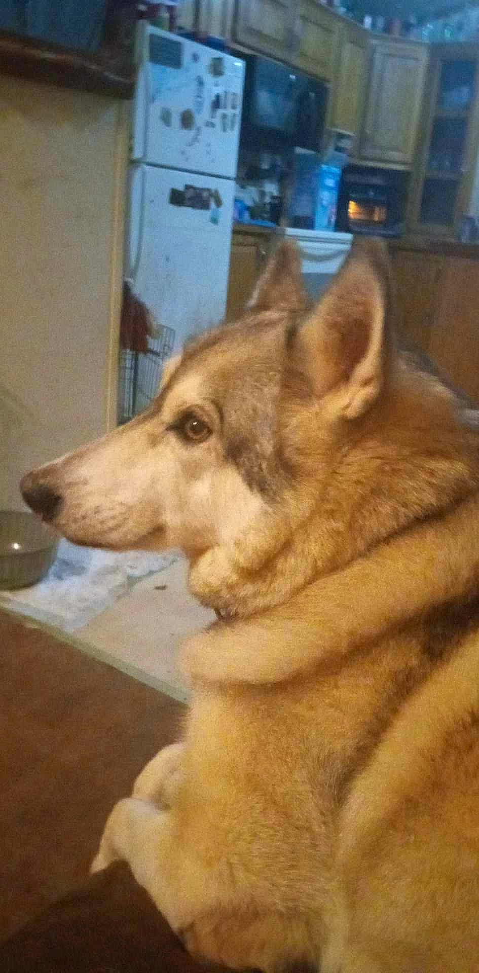 Chey is registered to the contest to win money with this photo: ancient_dog_breeds, canidae, canis, carnivore, companion_dog, dog, dog_breed, fawn, flooring, fur, liver, non_sporting_group, snout, sporting_group, terrestrial_animal, wood, working_animal, working_dog