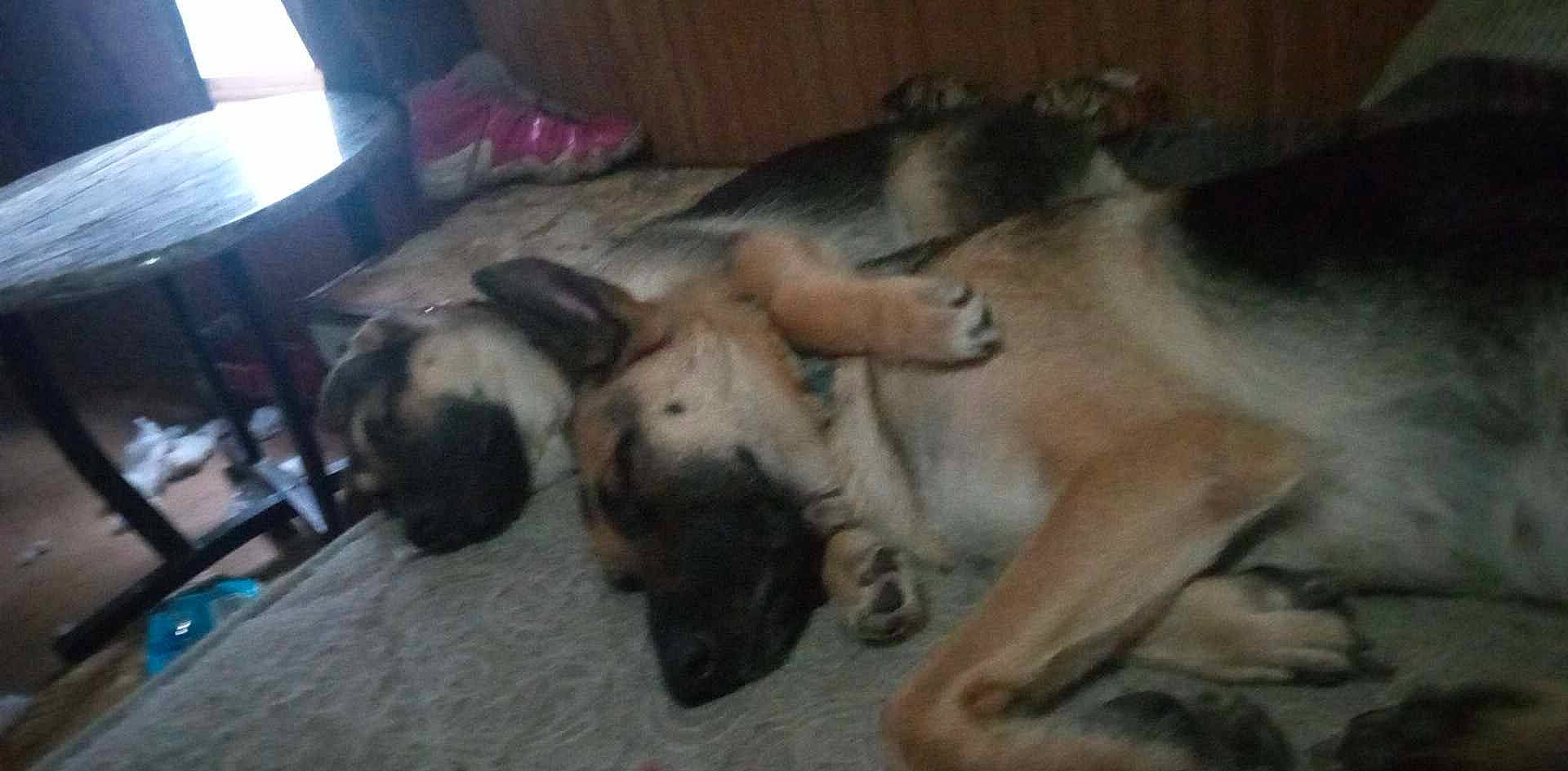 Harley joined the competition — help win amazing prizes! big_cats, canidae, carnivore, companion_dog, dog, dog_breed, fawn, felidae, fur, paw, snout, sporting_group, television, terrestrial_animal