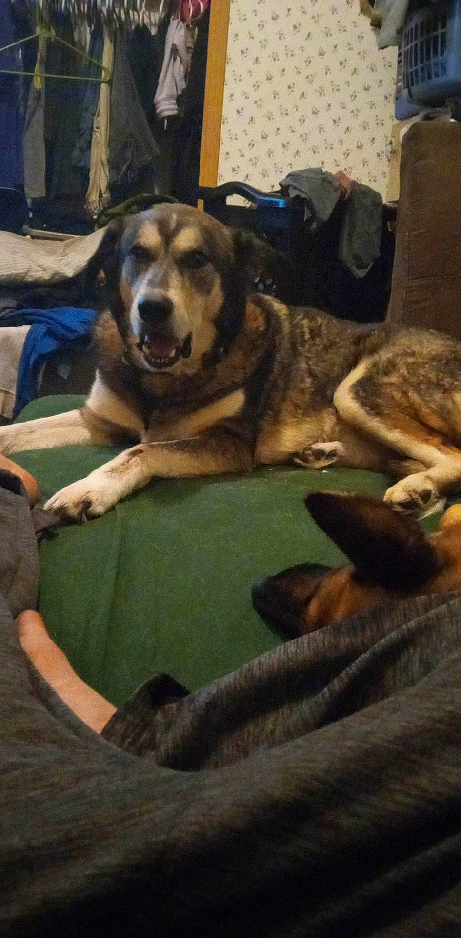 Harley is registered to the contest to win money with this photo: canidae, carnivore, comfort, companion_dog, dog, dog_breed, fur, recreation, snout, sporting_group, working_animal, working_dog