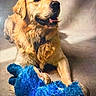 animal, blue_toy, canine, companion, cute, dog, domestic_animal, floor, friendly, fur, golden_retriever, indoor, lying_down, mammal, mouth_open, pet, playful, relaxed, stuffed_toy, toy