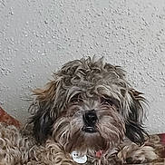 Cocoa joined the competition — help win amazing prizes! animal, brown, closeup, collar, curly_fur, cushion, cute, dog, ears, face, furry, grey, indoor, nose, pet, relaxed, resting, scruffy, texture, wall