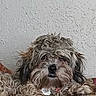 animal, brown, closeup, collar, curly_fur, cushion, cute, dog, ears, face, furry, grey, indoor, nose, pet, relaxed, resting, scruffy, texture, wall