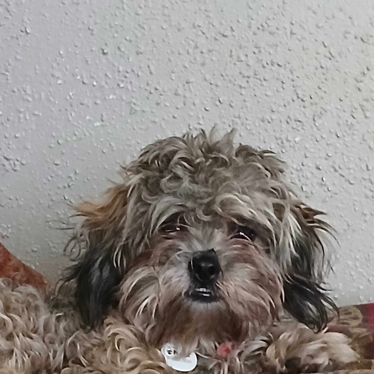 Cocoa