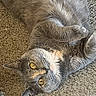 cat, gray_cat, pet, animal, carpet, indoor, fur, yellow_eyes, lying_down, cute, domestic_cat, whiskers, paws, relaxed, looking_up, feline, close_up, soft_fur, household, cozy
