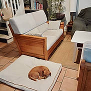 Fifi a rejoint le concours — aidez-le/la à gagner de superbes lots ! dog, living_room, cushion, sofa, wooden_furniture, plant, bookshelf, lamp, tile_floor, pillow, small_dog, sleeping, cozy, indoor, decor, table, stairs, blanket, home, furniture