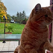 Symba participe au concours pour gagner de l'argent avec cette photo : cat, orange_tabby, glass_door, window, outdoor, green_grass, potted_plant, tree, lamp_post, table, patio, fence, car, animal, curious, close_up, feline, daylight, nature, blurred_background
