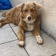 Daisy a rejoint le concours — aidez-le/la à gagner de superbes lots ! dog, brown_dog, white_paws, fluffy, lying_down, tile_floor, wall, pet, canine, domestic_animal, resting, outdoor, collar, fur, paw, looking_at_camera, animal, companion, quiet, relaxed