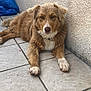 dog, brown_dog, white_paws, fluffy, lying_down, tile_floor, wall, pet, canine, domestic_animal, resting, outdoor, collar, fur, paw, looking_at_camera, animal, companion, quiet, relaxed