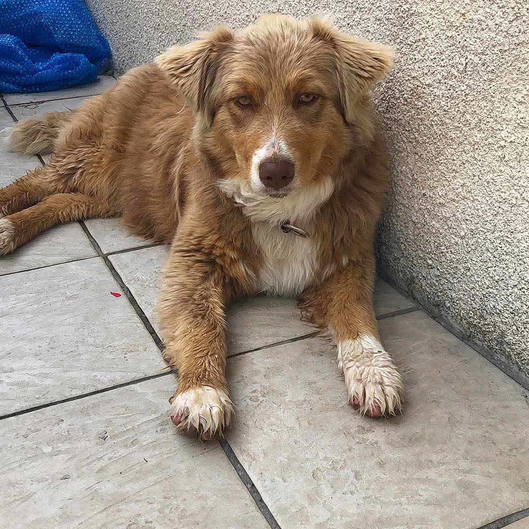 Daisy