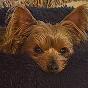 Spanky is registered to the contest to win money with this photo: dog, small_dog, ears, fluffy_blanket, cozy, resting, sleepy, pet, fur, cute, indoors, close_up, brown_fur, snout, relaxed, animal, companion, blanket, home, portrait