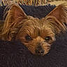 dog, small_dog, ears, fluffy_blanket, cozy, resting, sleepy, pet, fur, cute, indoors, close_up, brown_fur, snout, relaxed, animal, companion, blanket, home, portrait