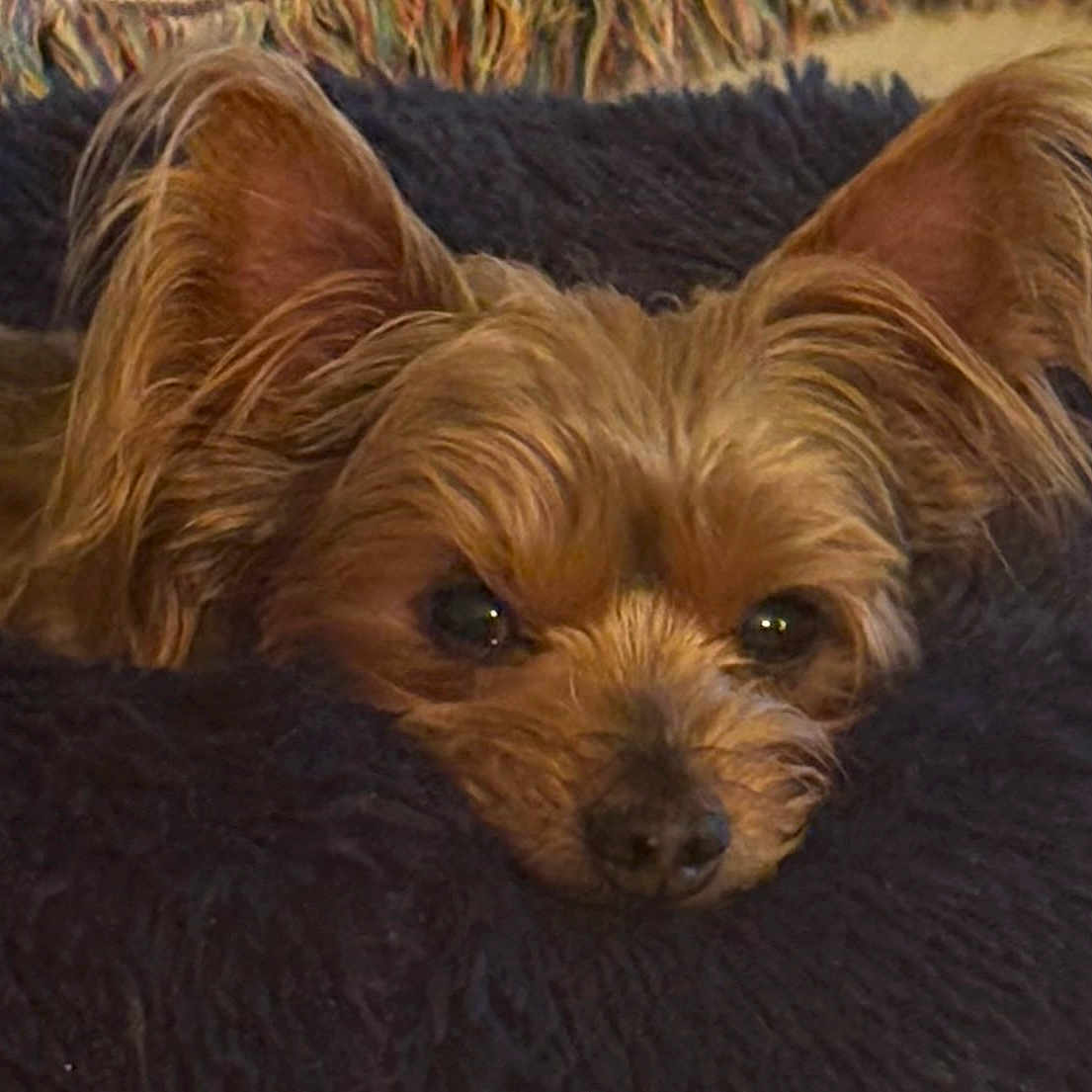 Spanky is registered to the contest to win money with this photo: dog, small_dog, ears, fluffy_blanket, cozy, resting, sleepy, pet, fur, cute, indoors, close_up, brown_fur, snout, relaxed, animal, companion, blanket, home, portrait