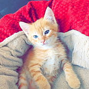 Noopy a rejoint le concours — aidez-le/la à gagner de superbes lots ! kitten, cat, orange_tabby, blue_eyes, fur, pet, cozy, blanket, cushion, indoor, cute, animal, resting, soft_texture, young_animal, feline, comfort, domestic_animal, relaxing, sleepy