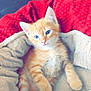 kitten, cat, orange_tabby, blue_eyes, fur, pet, cozy, blanket, cushion, indoor, cute, animal, resting, soft_texture, young_animal, feline, comfort, domestic_animal, relaxing, sleepy