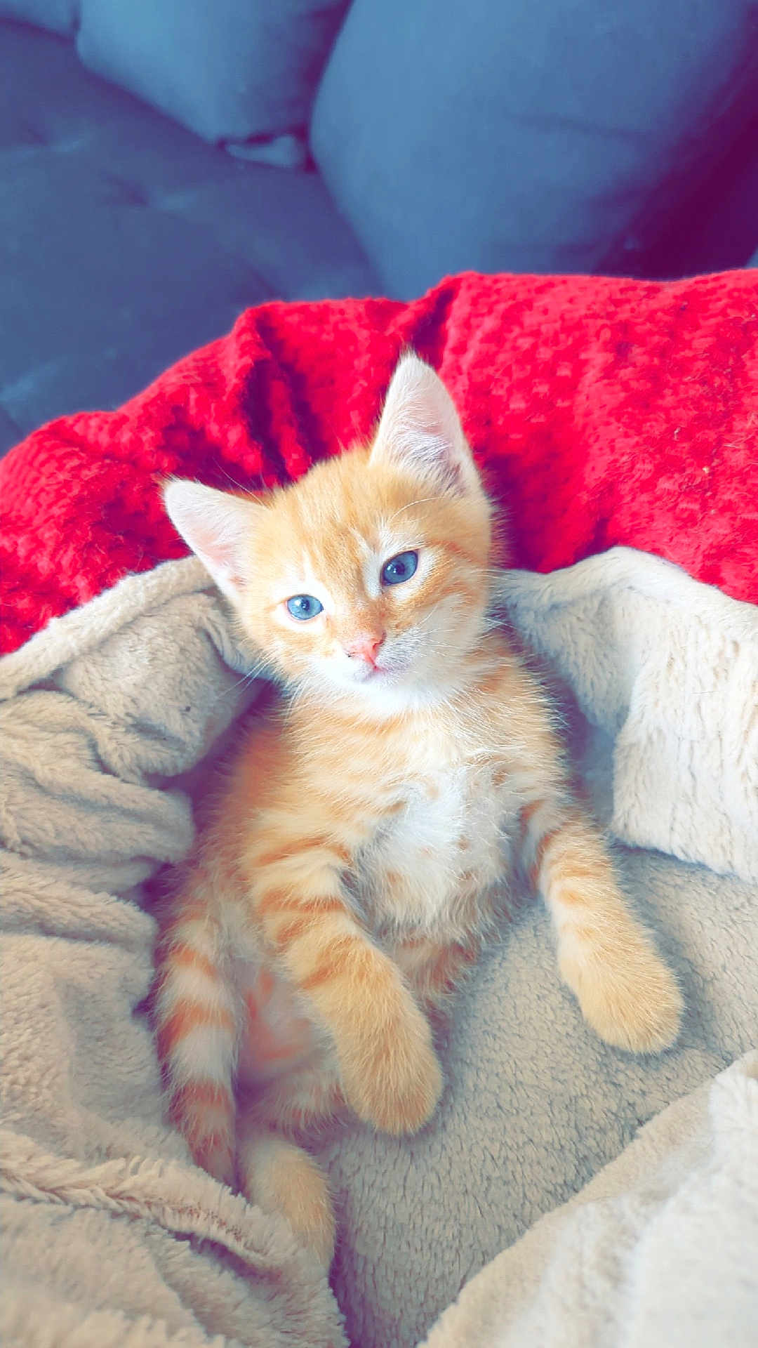 Noopy a rejoint le concours — aidez-le/la à gagner de superbes lots ! kitten, cat, orange_tabby, blue_eyes, fur, pet, cozy, blanket, cushion, indoor, cute, animal, resting, soft_texture, young_animal, feline, comfort, domestic_animal, relaxing, sleepy