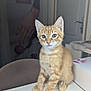 Noopy participe au concours pour gagner de l'argent avec cette photo : kitten, cat, orange_tabby, pet, animal, cute, feline, indoor, young_cat, whiskers, ears, fur, sitting, table, household, domestic, curious, front_view, small_cat, portrait