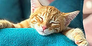 Noopy a rejoint le concours — aidez-le/la à gagner de superbes lots ! cat, kitten, sleeping, orange_tabby, paw, blanket, chair, indoor, cozy, relaxed, cute, pet, animal, fur, whiskers, nap, domestic_cat, closeup, resting, home