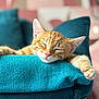 cat, kitten, sleeping, orange_tabby, paw, blanket, chair, indoor, cozy, relaxed, cute, pet, animal, fur, whiskers, nap, domestic_cat, closeup, resting, home