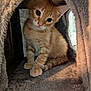 Noopy a rejoint le concours — aidez-le/la à gagner de superbes lots ! kitten, cat, orange_tabby, pet, furry, cute, indoor, cozy, feline, animal, young, curious, small, cat_condo, soft, paws, whiskers, ears, portrait, sitting