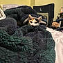 cat, calico_cat, blanket, green_blanket, bed, cozy, peeking, hiding, ears, eyes, plush_texture, indoor, bedroom, chair, furniture, bedding, fur, household_item, resting, cute