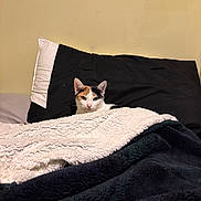 Girl is registered to the contest to win money with this photo: cat, calico_cat, pet, bed, blanket, pillow, cozy, tucked_in, indoor, bedroom, fur, whiskers, looking_at_camera, resting, comfort, soft_texture, black_blanket, white_blanket, wall, sleepy