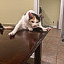 cat, calico_cat, pet, animal, wooden_table, indoor, tile_floor, stretching, paw, whiskers, ears, tail, furniture, reflection, table_edge, power_outlet, cables, doorway, wall, curious_expression