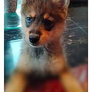 Rox participe au concours pour gagner de l'argent avec cette photo : puppy, dog, blue_eyes, indoor, table, cup, fur, pet, curious, close_up, young, animal, mammal, cute, face, ears, nose, whiskers, soft_focus, background