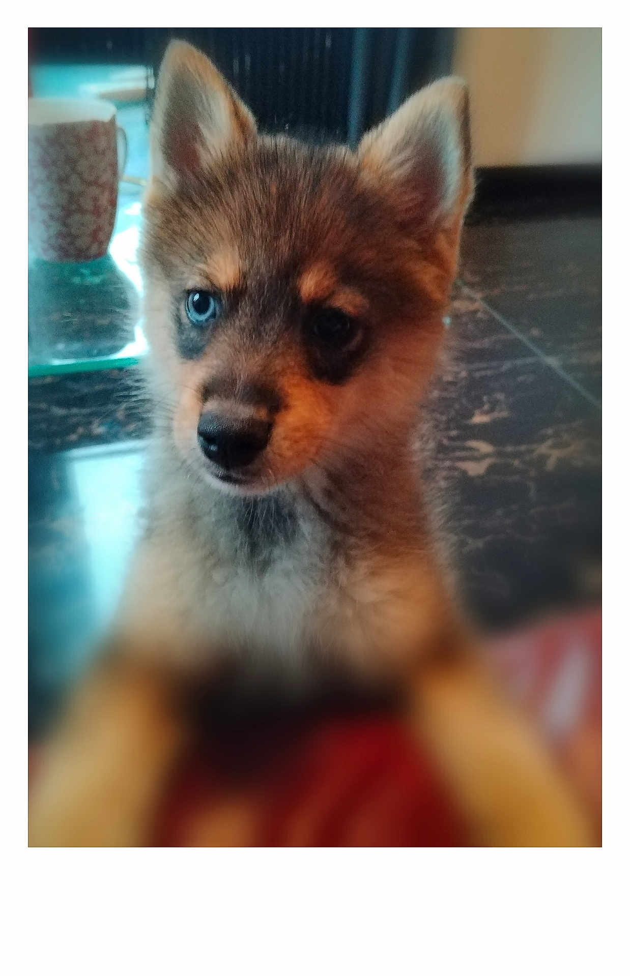 Rox participe au concours pour gagner de l'argent avec cette photo : puppy, dog, blue_eyes, indoor, table, cup, fur, pet, curious, close_up, young, animal, mammal, cute, face, ears, nose, whiskers, soft_focus, background