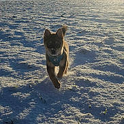 Rox a rejoint le concours — aidez-le/la à gagner de superbes lots ! animal, blue_sky, canine, cold, daylight, dog, field, fur, happy, landscape, nature, outdoor, pet, play, puppy, running, snow, sunlight, sunshine, winter