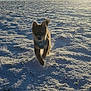 animal, blue_sky, canine, cold, daylight, dog, field, fur, happy, landscape, nature, outdoor, pet, play, puppy, running, snow, sunlight, sunshine, winter
