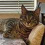 cat, tabby, animal, pet, feline, indoor, table, chair, cushion, blanket, window_blinds, curious, resting, fur, whiskers, ears, eyes, domestic, cozy, relaxed