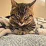 animal, blanket, cat, closeup, cozy, cute, domestic_animal, feline, fur, indoor, kitten, paw, pet, relaxed, resting, sleeping, soft, tabby, warm, young
