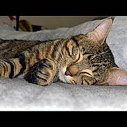 Aslan joined the competition — help win amazing prizes! cat, tabby, sleeping, paw, fur, closeup, cozy, resting, pet, domestic_animal, whiskers, ear, nose, soft, blanket, indoor, cute, animal, feline, peaceful