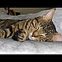 cat, tabby, sleeping, paw, fur, closeup, cozy, resting, pet, domestic_animal, whiskers, ear, nose, soft, blanket, indoor, cute, animal, feline, peaceful
