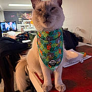 Donnie is registered to the contest to win money with this photo: animal, bandana, cat, clothing, colorful, cute, disney, domestic, ears, face, fur, household, indoor, person, pet, sitting, table, tail, television, whiskers