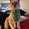 animal, bandana, cat, clothing, colorful, cute, disney, domestic, ears, face, fur, household, indoor, person, pet, sitting, table, tail, television, whiskers
