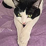 cat, black_and_white, pet, animal, feline, bed, purple, paws, fur, domestic, cute, relaxed, indoor, closeup, whiskers, ears, green_eyes, lying_down, resting, soft