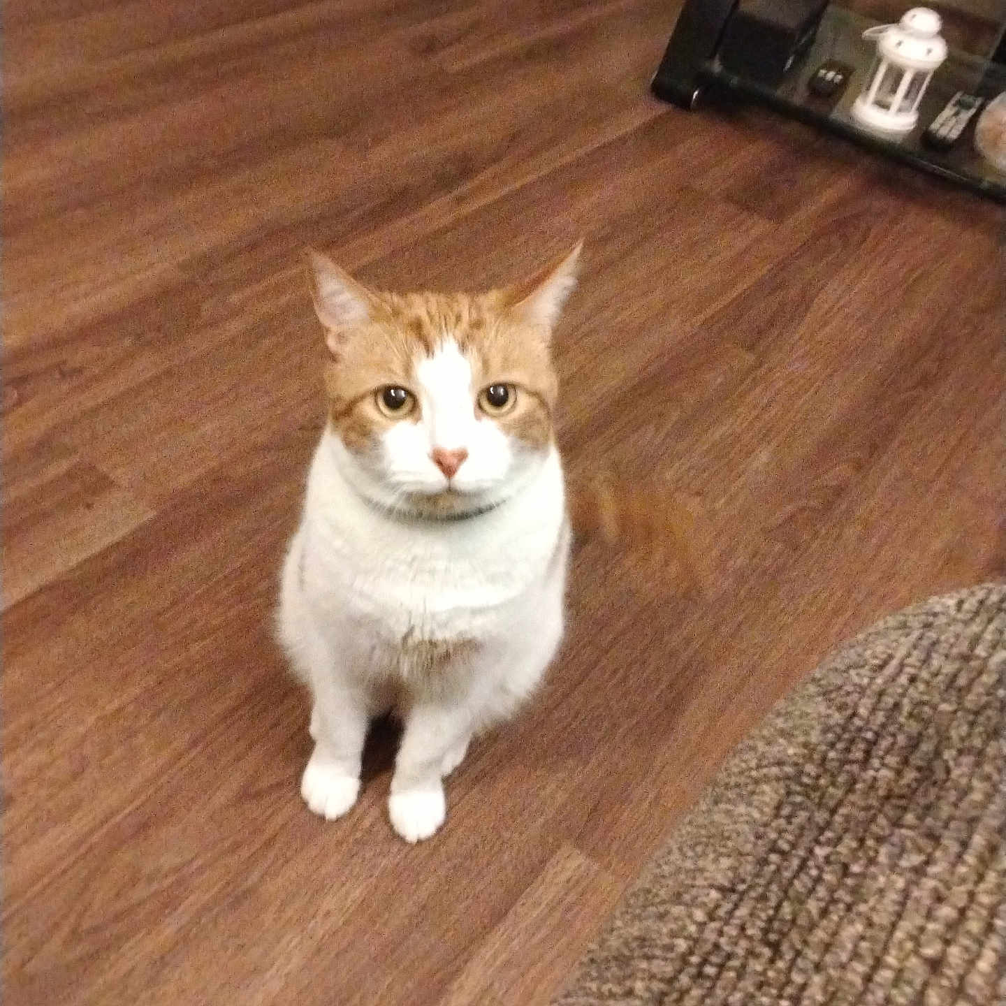 Taco