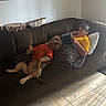boy, dog, couch, tablet, pillow, blanket, shirt, indoor, tile_floor, relaxing, casual, brown_couch, pet, child, technology, home, leisure, light, shadow, comfort