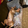 dog, couch, blanket, person, tablet, pink_shirt, flower_pillow, tile_floor, relaxed, indoor, pet, lying_down, cozy, home, furniture, casual, resting, animal, domestic, comfortable