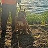 dog, leash, person, legs, grass, lake, water, sunlight, shadow, outdoor, nature, animal, tongue, sitting, evening, ground, happy, pet, summer, human