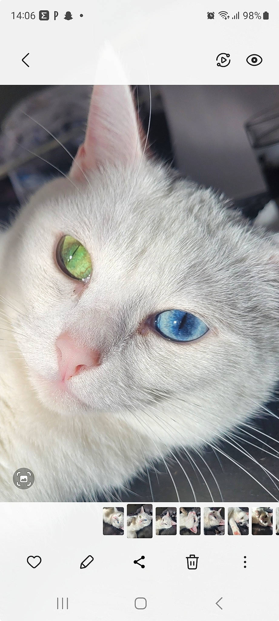 Rimbaud a rejoint le concours — aidez-le/la à gagner de superbes lots ! carnivore, cat, cat_supply, collar, domestic_short_haired_cat, eye, eyelash, felidae, fur, pet_supply, photo_caption, rectangle, small_to_medium_sized_cats, snout, terrestrial_animal, whiskers